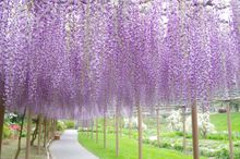 Wisteria 