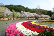 Cherry Blossoms and Tulips 