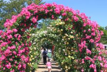 Hamamatsu Flower Park