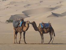 Camel trekking