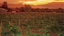 Vineyards in Palisade Grand Junction region, Colorado