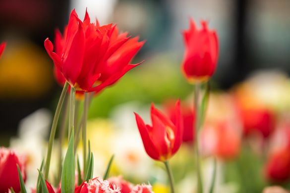 RHS Malvern Spring Festival 