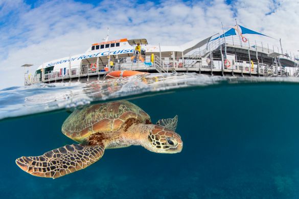 Sunlover Reef Cruises Sunlover Reef Cruises