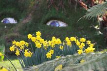 Spring flowers at The Lost Gardens of Heligan