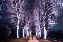 Treescape