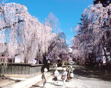 Kakunodate Samurai District Spring