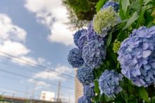 Hydrangeas in Tokyo