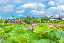 Lotus in Shinobazu Pond Tokyo