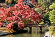 Red Maple in Tokyo