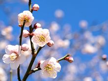 Plum blossom in Tokyo