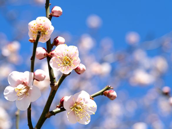 Plum blossom in Tokyo