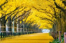 Golden Ginko Leaves