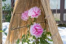 Winter Peonies