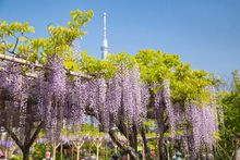 Wisteria at Kamei Tenjingu