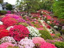 Azaleas at the Nezu Shrine