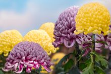 Chrysanthemum