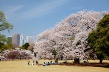 Shinjuku Gyoen cherry blossoms