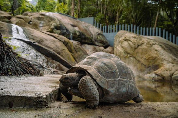 Giant Tortoise Sanctuary at Hilton Seychelles Labriz Resort & Spa Giant Tortoise Sanctuary at Hilton Seychelles Labriz Resort & Spa