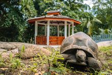 Giant Tortoise Sanctuary Hilton Seychelles Labriz Resort & Spa