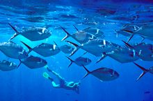 Cocos Island