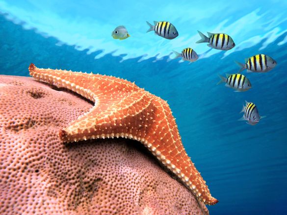 Cocos Island