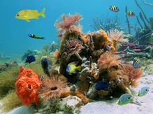 Cocos Island