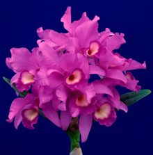 Guarianthe skinneri, national flower of Costa Rica