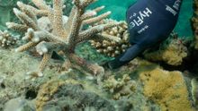 Prof David Suggett pointing to coral outplant at Opal Reef grown from coral fragments