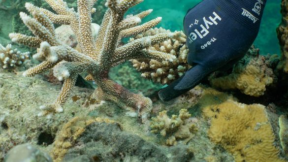 Prof David Suggett pointing to coral outplant at Opal Reef grown from coral fragments