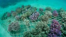 Corals grown on suspended nurseries using salvaged coral fragments
