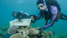 Wavelength Reef Cruises' Jenny Edmondson working on Coral Nurture Program at Opal Reef