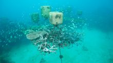 Coral Nurseries are suspended two metres below the water surface at Opal Reef off Port Douglas