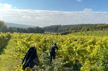 Frome Valley Vineyard