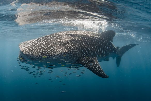 Whale shark at Ningaloo Reef