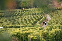 Weinberge Stuttgart