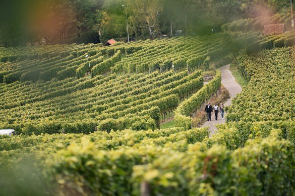 Weinberge Stuttgart
