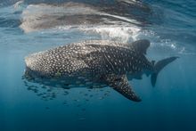 Whale sharks return to Ningaloo