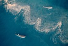 Whale sharks return to Ningaloo