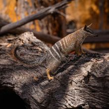 Dryandra Woodlands National Park