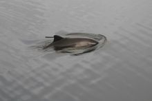 Harbour porpoise