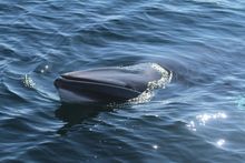 Minke whale