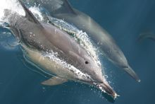 Common dolphin