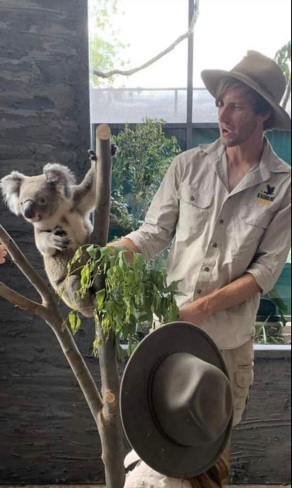 Koalas are coming to the Ewe Nique Hobby Farm in the April school holidays.