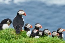 Puffins in the Faroes