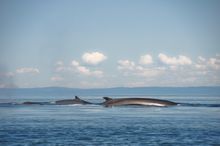 Minke whale in the Hebrides, spotted from Zuza