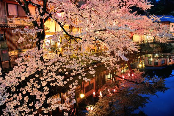 Cherry blossoms Kinosaki Onsen Cherry blossoms Kinosaki Onsen
