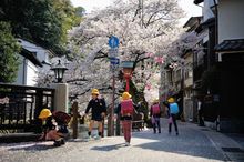 Cherry blossoms Kinosaki Onsen 