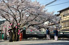 Cherry blossoms Kinosaki Onsen 