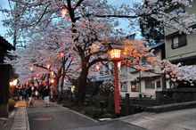 Cherry blossoms Kinosaki Onsen 