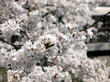 Cherry blossoms Kinosaki Onsen 